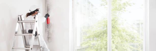 Best Water Damage & Mold Remediation  in Birch Run, MI
